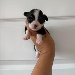 Waylon - Black and tan male Pembroke Welsh Corgi puppy in Red Bluff, California from Wilder Ranch Corgis