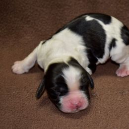 Ravioli - Black white and tan male English Springer Spaniel puppy in Chapmansboro, Tennessee from Balthrop Bend Farms