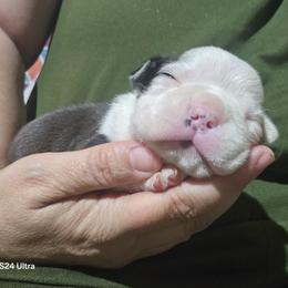 Rhea Ripley - Black brindle and white female Boston Terrier puppy in Millers Creek, North Carolina from Tumbling Shoals Hilltop Bostons