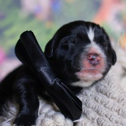 Boy 1 - male Newfoundland puppy in Madison, Wisconsin from Riddle Family Newfoundland