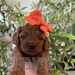 Girl 2 - female Cavapoo puppy in West Jordan, Utah from Ruby's Cavapoos