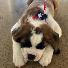 Butter - Mahogany and white male Saint Bernard puppy in Double Springs, Alabama from St Bernard Kingdom, LLC