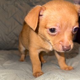 Tanner - Red male Chihuahua puppy in Starkville, Mississippi from Kimberly’s Heavenly Puppies