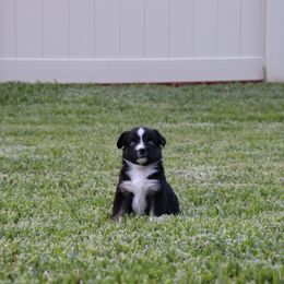 Miniature Australian Shepherd Puppies from Rolling Waves Mini Aussie