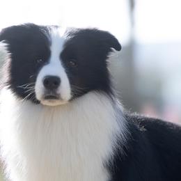 Border Collies from JoyLee Border Collies