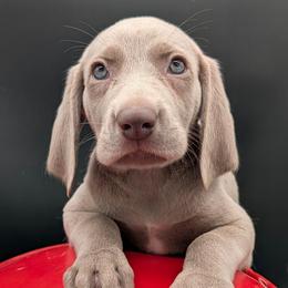 Viola - Silver gray female Weimaraner puppy in Evart, Michigan from Drehbar Weimaraners