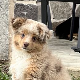 Australian Shepherds, Miniature American Shepherds, Miniature Australian Shepherds, and Toy Australian Shepherds from JKKJ Farms