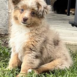 Australian Shepherds, Miniature American Shepherds, Miniature Australian Shepherds, and Toy Australian Shepherds from JKKJ Farms