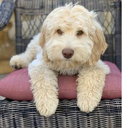 Copper - Australian Labradoodle