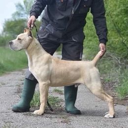 Ghost - Cane Corso