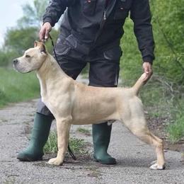 Ghost - Cane Corso