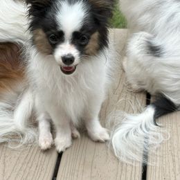 Papillon Puppies from Sapphire Papillons