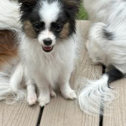 Papillon Puppies from Sapphire Papillons