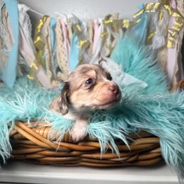 Ella (formerly Ivy) - Dapple female Dachshund puppy in New Albany, Mississippi from Double A. Doxies