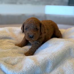 Black - Apricot male Goldendoodle puppy in Payson, Utah from Country Sky Doodles