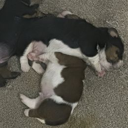 Basset Hound Puppies from Iron Sentry Farms