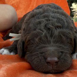 Bernard - Brown and white male Saint Berdoodle puppy in Beach, North Dakota from Badland St. Berdoodles LLC