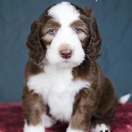 Daphne Bridgerton - Brown and white female Sheepadoodle puppy in Edmond, Oklahoma from Rock N Roll Doodles