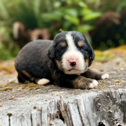 Batman (Green Collar) - Black rust and white male Bernese Mountain Dog puppy in Stanwood, Washington from Butter Cup Pups and Paws