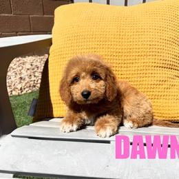 Dawn - Female - Red female Bernedoodle puppy in Peoria, Arizona from Wroth's Pawsibilities