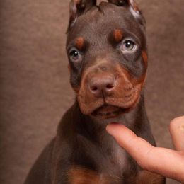 Doberman Pinscher Puppies from Stand Alone European Dobermans
