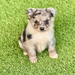 Blue female - Blue merle female Miniature Australian Shepherd puppy in Lemon Cove, California from Magic Ranch Mini Aussies