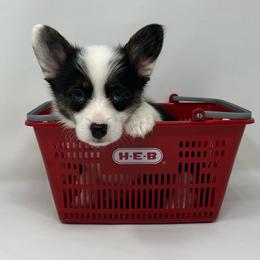 Nova - Black and tan female American Corgi puppy in Waco, Texas from The Comma Corgis