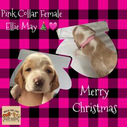 Pink Collar - Red and white female Basset Hound puppy in Callao, Virginia from Walk The Line Basset Hounds