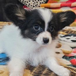 Boy 1 - White black and tan male Papillon puppy in Lineville, Alabama from TimberLane Papillon's