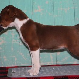 Rat Terrier Puppies from River Ridge Rat Terriers