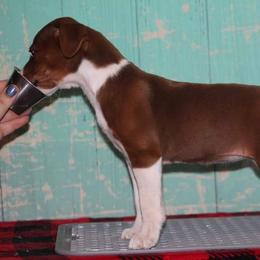 Rat Terrier Puppies from River Ridge Rat Terriers