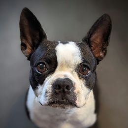 Wynnie - Boston Terrier