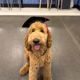 Poodle All Grown Up from Solid Rock Ranch Poodles