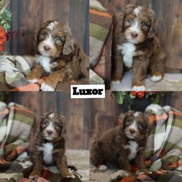 Luxor - Chocolate merle male Bernedoodle puppy in Sioux Falls, South Dakota from Dolly's Doodles