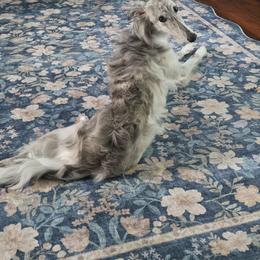 Brindle Female - Silver brindle female Silken Windhound puppy in Hanna, Oklahoma from Daybreak Silken Windhounds