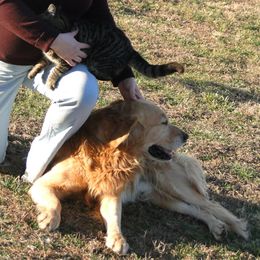 Golden Retrievers and Shih Tzus from Elena Knigge's Shih Tzus and Golden Retrievers