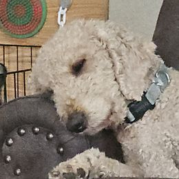 Tucker - Goldendoodle