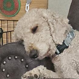 Tucker - Goldendoodle