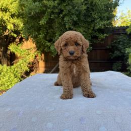 Teal - Red  male Goldendoodle puppy in Citrus Heights, California from Tanya's Goldendoodles
