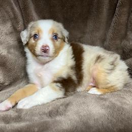 Girl 2 - Red merle female Toy Australian Shepherd puppy in Alabama from SBA Aussies
