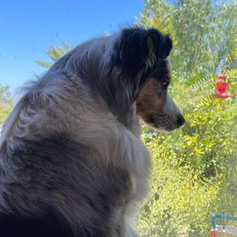 Keeper - Australian Shepherd