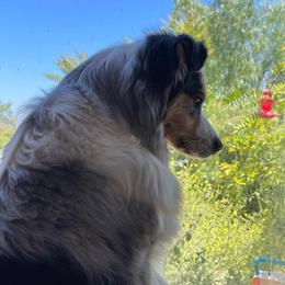 Keeper - Australian Shepherd