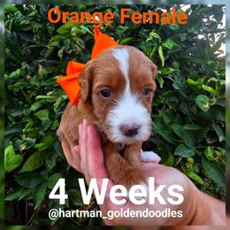 Orange - Apricot female Goldendoodle puppy in Upland, California from Hartman Goldendoodles