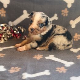 Boy 1 - Blue merle male Miniature Australian Shepherd puppy in Ellsworth, Kansas from Flying H Mini Aussies