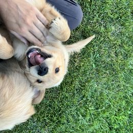 Goldendoodle and Golden Retriever Puppies from Golden Haven Doodles