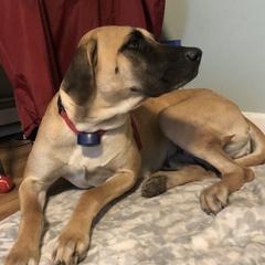 Tenny - Black Mouth Cur