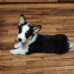 Pembroke Welsh Corgi Puppies from Twilight Hollow Corgis