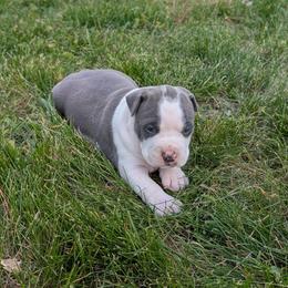 Indigo - Blue female American Staffordshire Terrier puppy in Conley, Georgia from Cicero Kennels