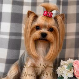 Girl - Blue and gold female Yorkshire Terrier puppy in Placerville, California from Diamond Springs Boutique