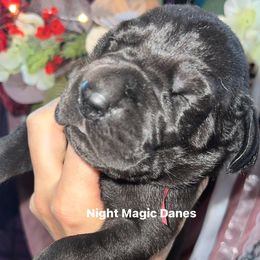 Red ribbon black boy - Black male Great Dane puppy in Georgia from Night Magic Danes